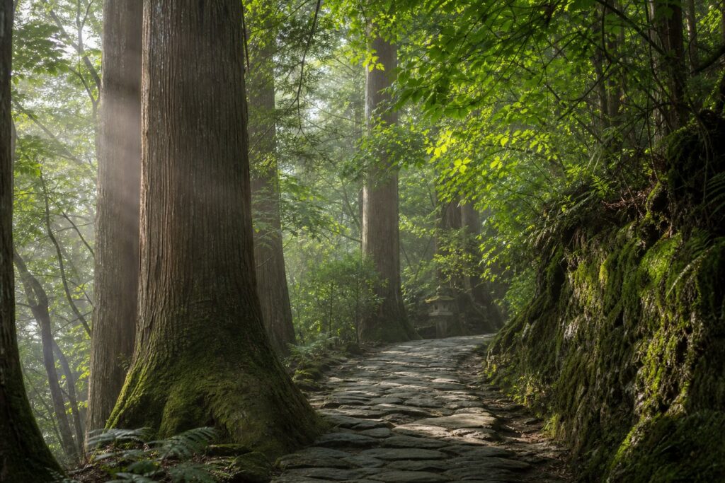 Yoshino forest path relaxation image